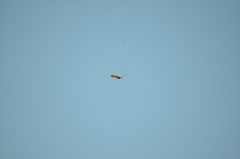 Colaptes auratus luteus × cafer