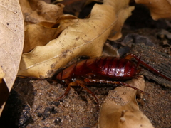 Periplaneta americana