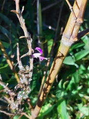 Hypoestes phyllostachya