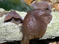 Auricularia auricula-judae