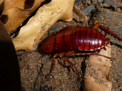 Periplaneta americana