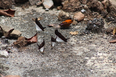 Marpesia zerynthia