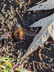 Paradejeania rutilioides