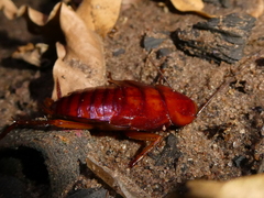 Periplaneta americana