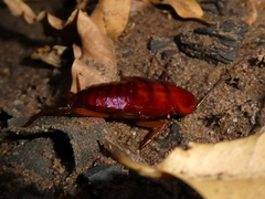 Periplaneta americana