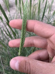 Agropyron fragile