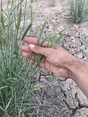 Agropyron fragile