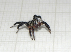 Corythalia vervloeti