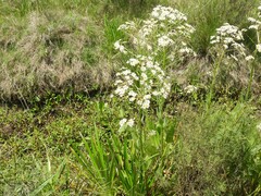 Senecio bonariensis