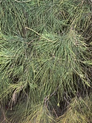 Casuarina equisetifolia