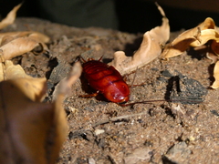 Periplaneta americana