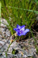 Aristea juncifolia