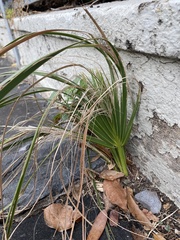 Washingtonia robusta