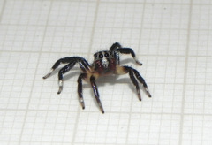 Corythalia vervloeti