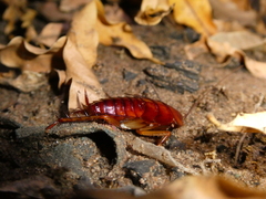 Periplaneta americana