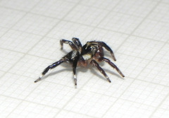 Corythalia vervloeti