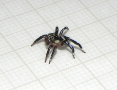 Corythalia vervloeti