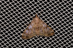 Dysallacta negatalis