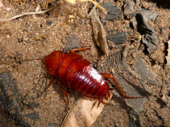 Periplaneta americana