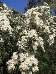Kunzea leptospermoides