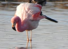 Phoenicoparrus andinus