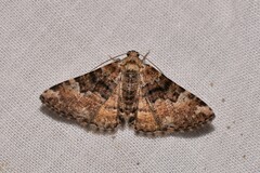 Aporoctena scierodes