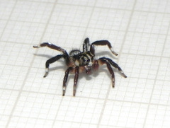 Corythalia vervloeti