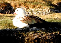 Oressochen melanopterus