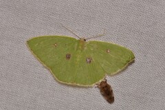 Comostola leucomerata