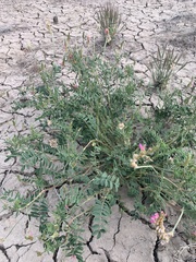 Onobrychis viciifolia