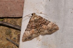 Aporoctena scierodes