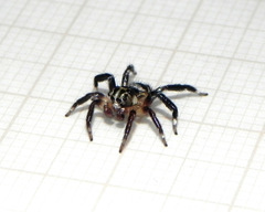 Corythalia vervloeti