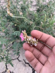 Onobrychis viciifolia