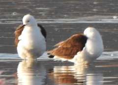 Recurvirostra andina