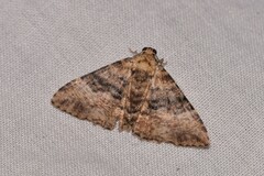 Aporoctena scierodes