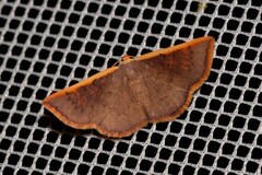 Picromorpha pyrrhopa