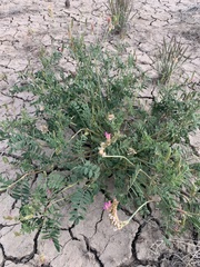 Onobrychis viciifolia
