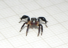 Corythalia vervloeti