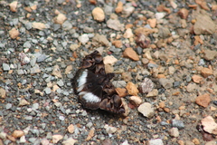 Noctuana lactifera bipuncta