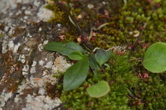 Drymoanthus adversus