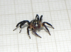 Corythalia vervloeti