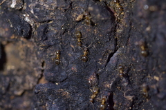 Prolasius advena
