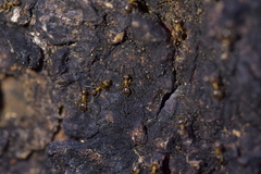 Prolasius advena