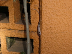 Hemidactylus mabouia