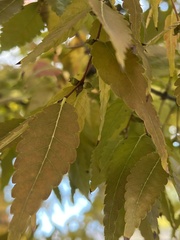 Zelkova