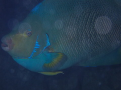 Holacanthus bermudensis