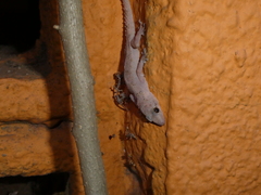 Hemidactylus mabouia