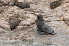 Arctocephalus pusillus pusillus