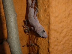 Hemidactylus mabouia