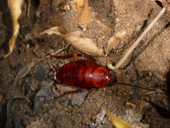 Periplaneta americana
